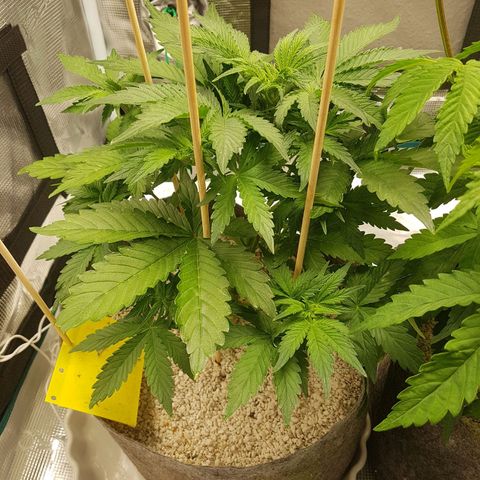 Apple Fritter Automatic growlog timeline photo