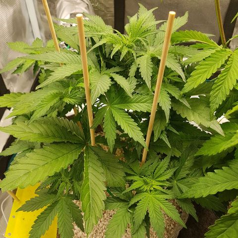 Apple Fritter Automatic growlog timeline photo