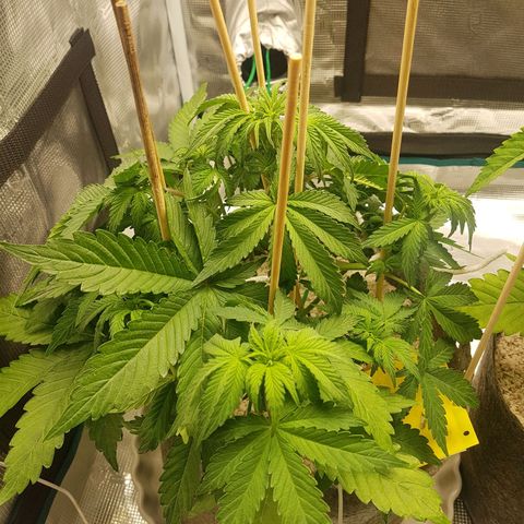 Apple Fritter Automatic growlog timeline photo