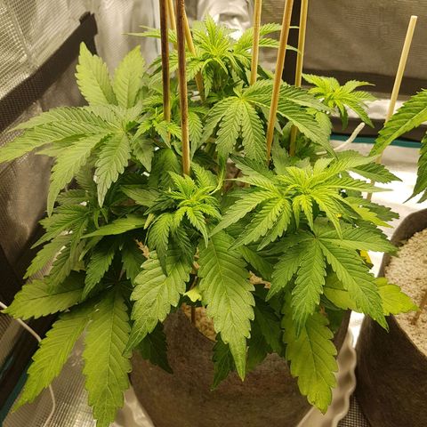 Apple Fritter Automatic growlog timeline photo