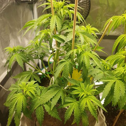 Apple Fritter Automatic growlog timeline photo