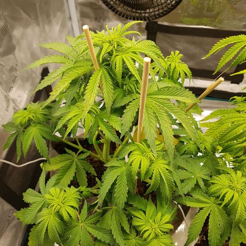 Apple Fritter Automatic growlog timeline photo