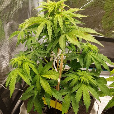 Apple Fritter Automatic growlog timeline photo