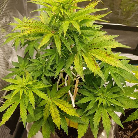 Apple Fritter Automatic growlog timeline photo