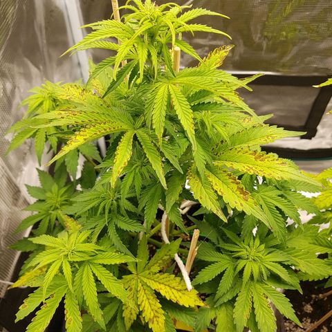 Apple Fritter Automatic growlog timeline photo