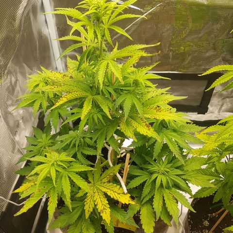 Apple Fritter Automatic growlog timeline photo