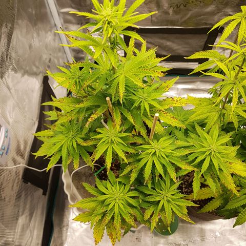 Apple Fritter Automatic growlog timeline photo