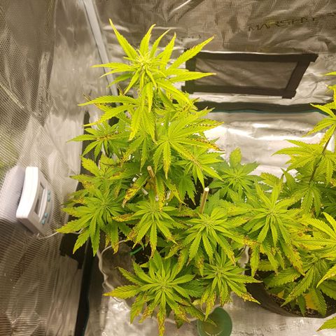 Apple Fritter Automatic growlog timeline photo