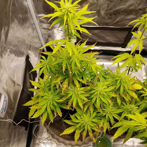 Apple Fritter Automatic growlog timeline photo