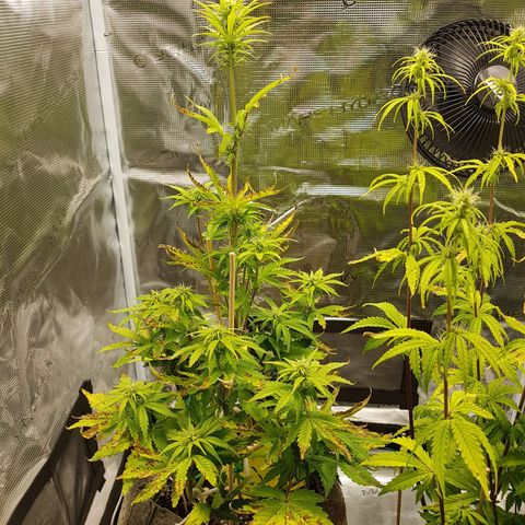Apple Fritter Automatic growlog timeline photo