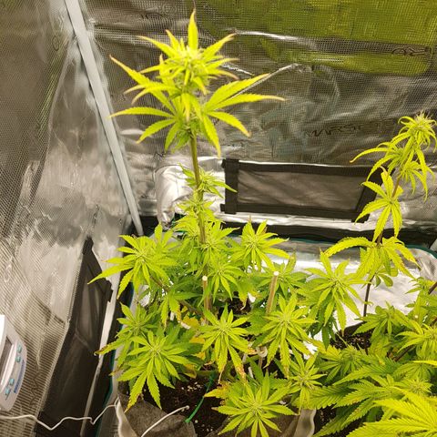 Apple Fritter Automatic growlog timeline photo