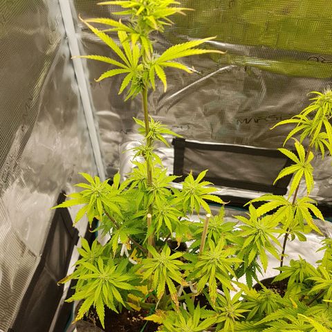 Apple Fritter Automatic growlog timeline photo