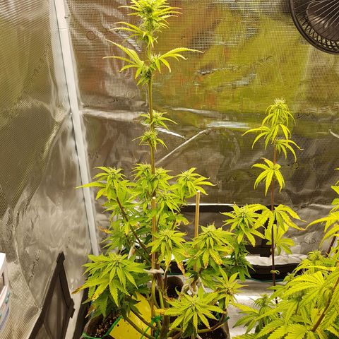 Apple Fritter Automatic growlog timeline photo