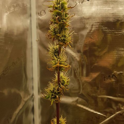 Apple Fritter Automatic growlog timeline photo
