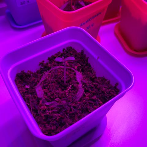 Northern Light Automatic 1 growlog photo: Gute Entwicklung 