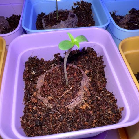 Northern Light Automatic 1 growlog timeline photo