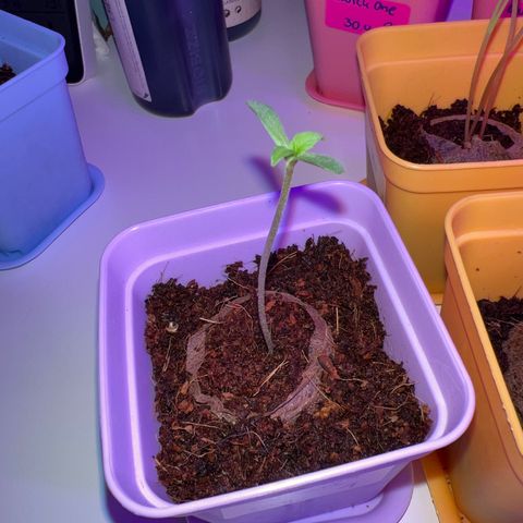 Northern Light Automatic 1 growlog timeline photo