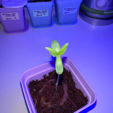 Northern Light Automatic 1 growlog timeline photo
