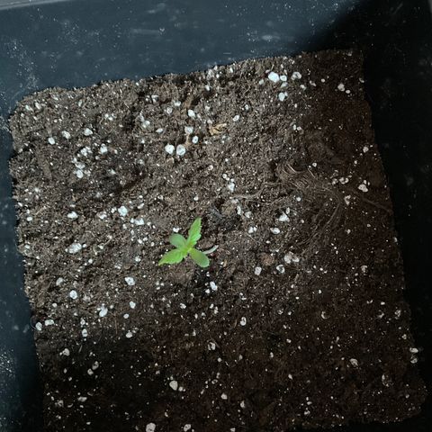 Northern Light Automatic 1 growlog timeline photo