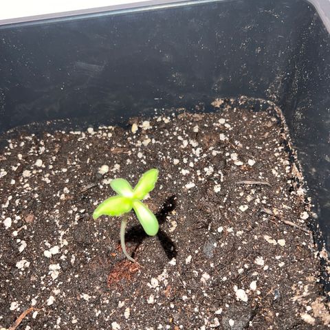 Northern Light Automatic 1 growlog photo: Wächst ght