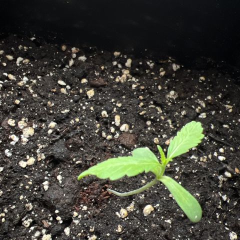 Northern Light Automatic 1 growlog timeline photo