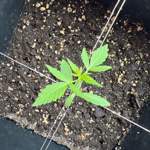 Northern Light Automatic 1 growlog photo: Wächst gut