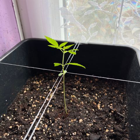 Northern Light Automatic 1 growlog timeline photo