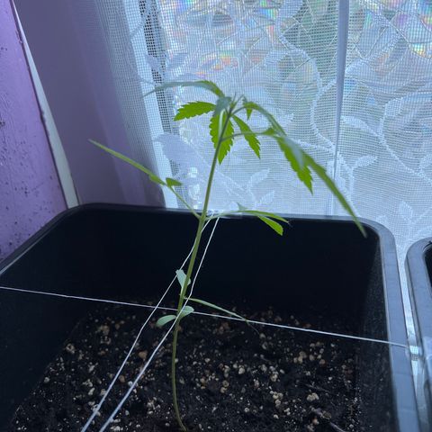 Northern Light Automatic 1 growlog timeline photo