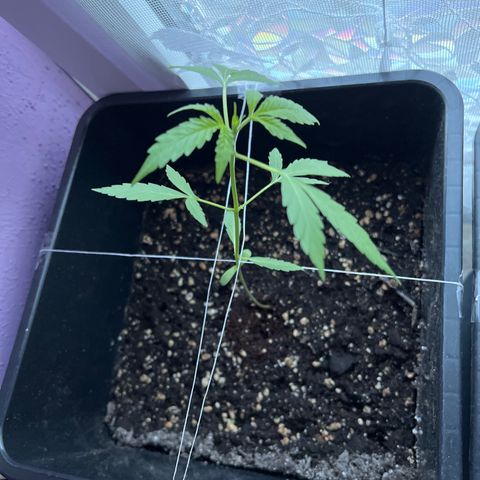 Northern Light Automatic 1 growlog timeline photo