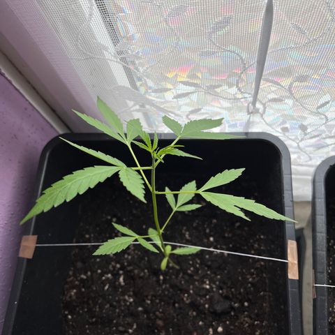 Northern Light Automatic 1 growlog photo: Tiefer gesetzt