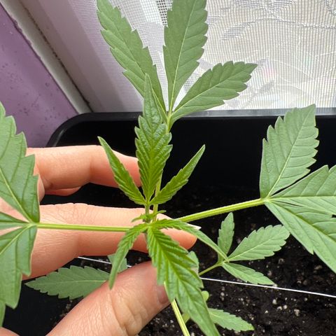 Northern Light Automatic 1 growlog timeline photo