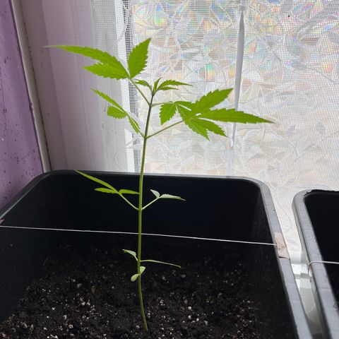 Northern Light Automatic 1 growlog photo: Tiefer gesetzt