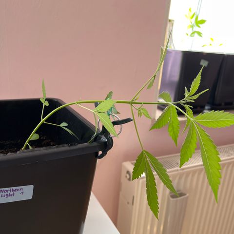 Northern Light Automatic 1 growlog timeline photo