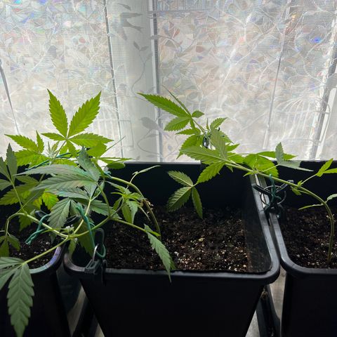 Northern Light Automatic 1 growlog timeline photo