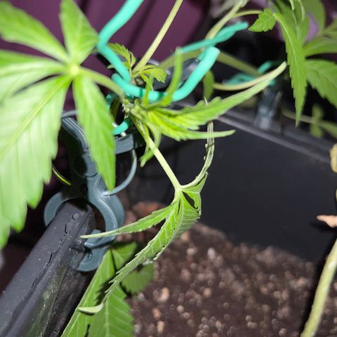 Northern Light Automatic 1 growlog timeline photo
