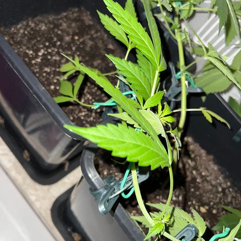 Northern Light Automatic 1 growlog timeline photo