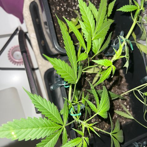 Northern Light Automatic 1 growlog timeline photo