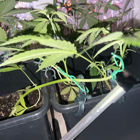 Northern Light Automatic 1 growlog timeline photo