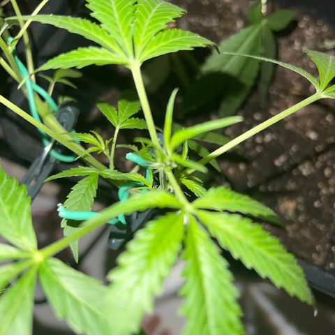 Northern Light Automatic 1 growlog timeline photo