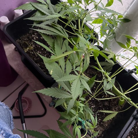 Northern Light Automatic 1 growlog timeline photo