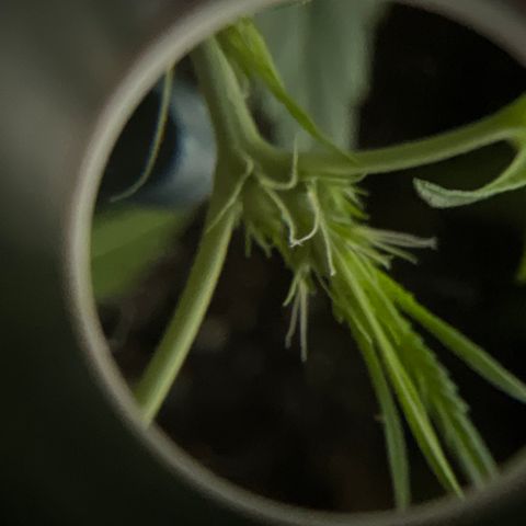 Northern Light Automatic 1 growlog timeline photo