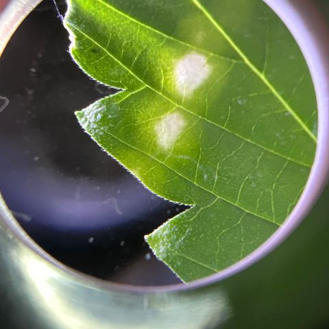 Northern Light Automatic 1 growlog timeline photo