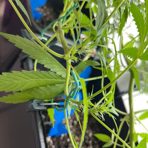 Northern Light Automatic 1 growlog timeline photo