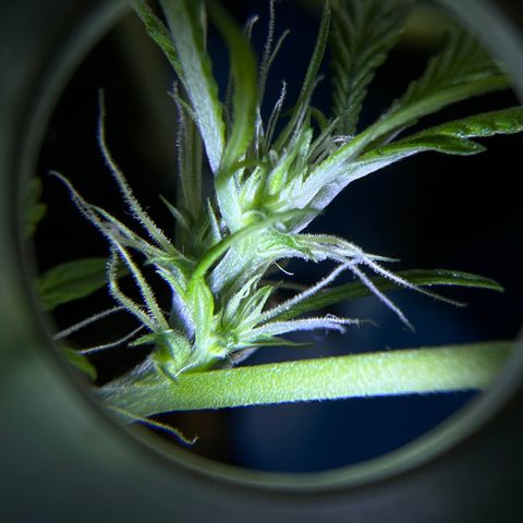 Northern Light Automatic 1 growlog timeline photo