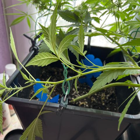 Northern Light Automatic 1 growlog timeline photo