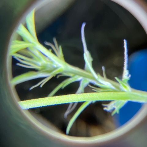 Northern Light Automatic 1 growlog timeline photo
