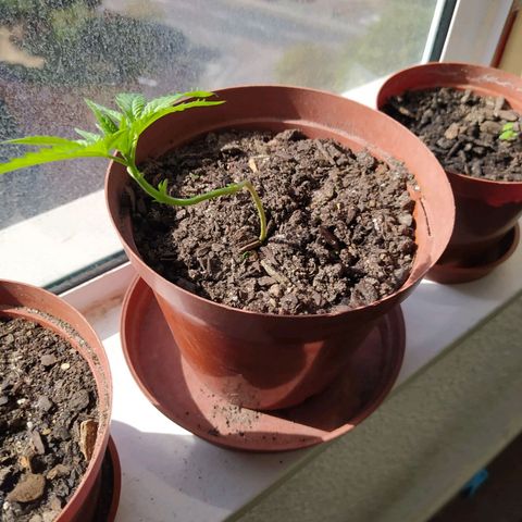 White window growlog timeline photo
