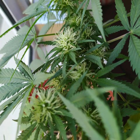 White window growlog timeline photo