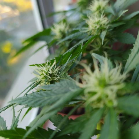 White window growlog timeline photo