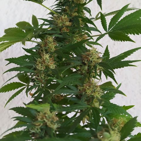 White window growlog timeline photo